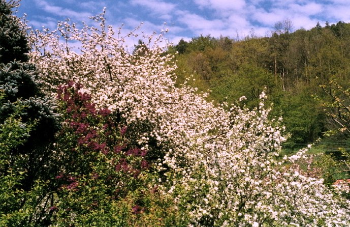 aapfelblueten2.jpg