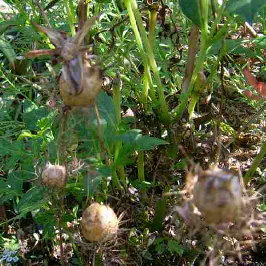 skurrile Samenkapseln