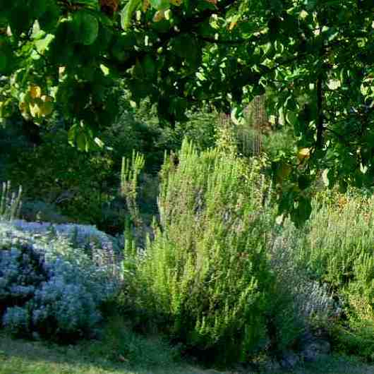 Rosmarin und Lavendel